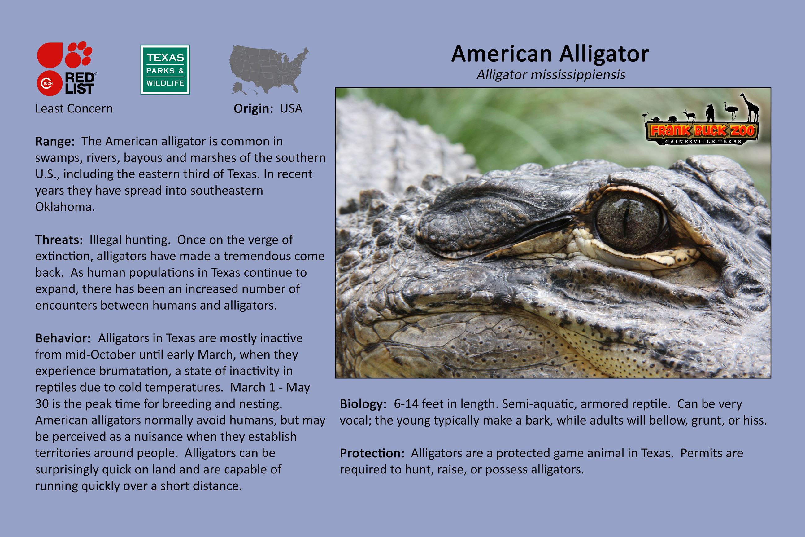 American Alligator