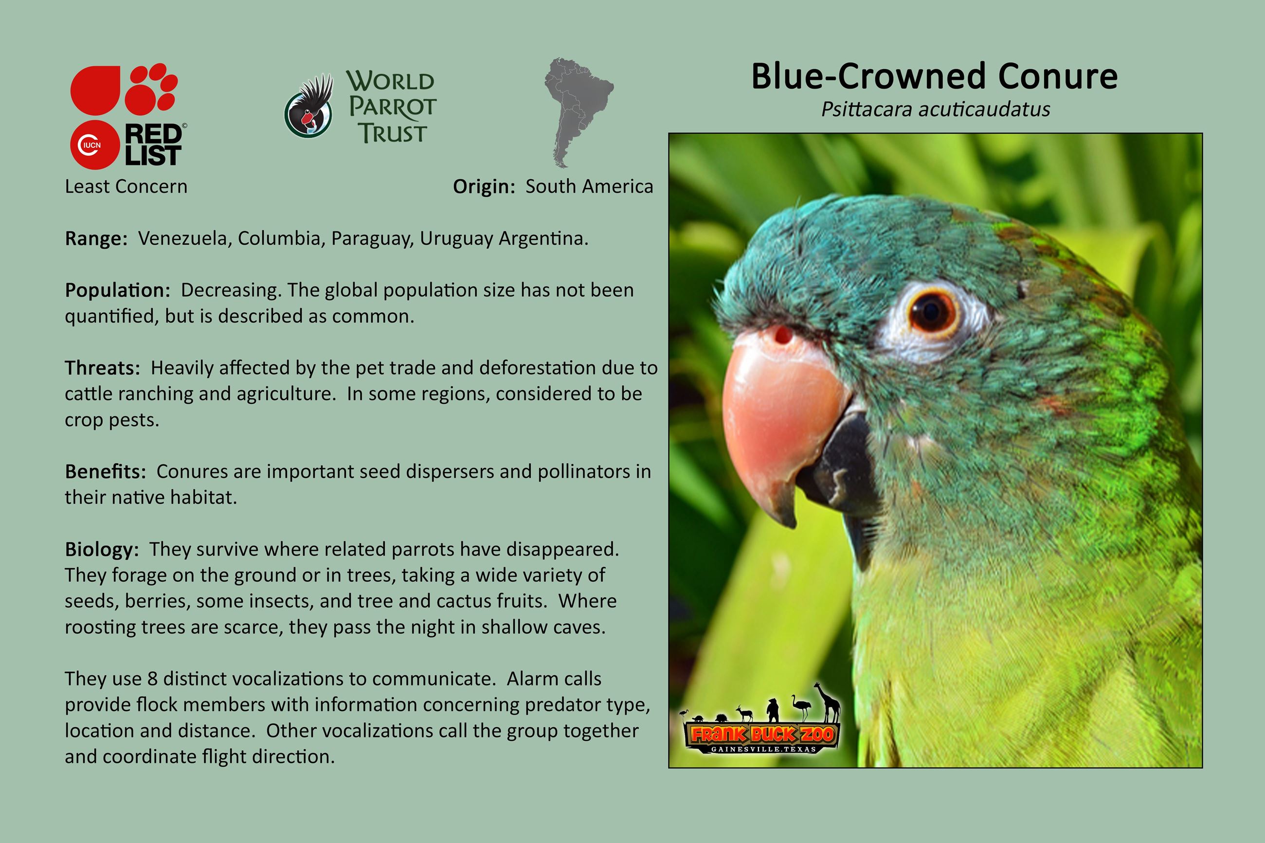 Blue-Crowned Conure