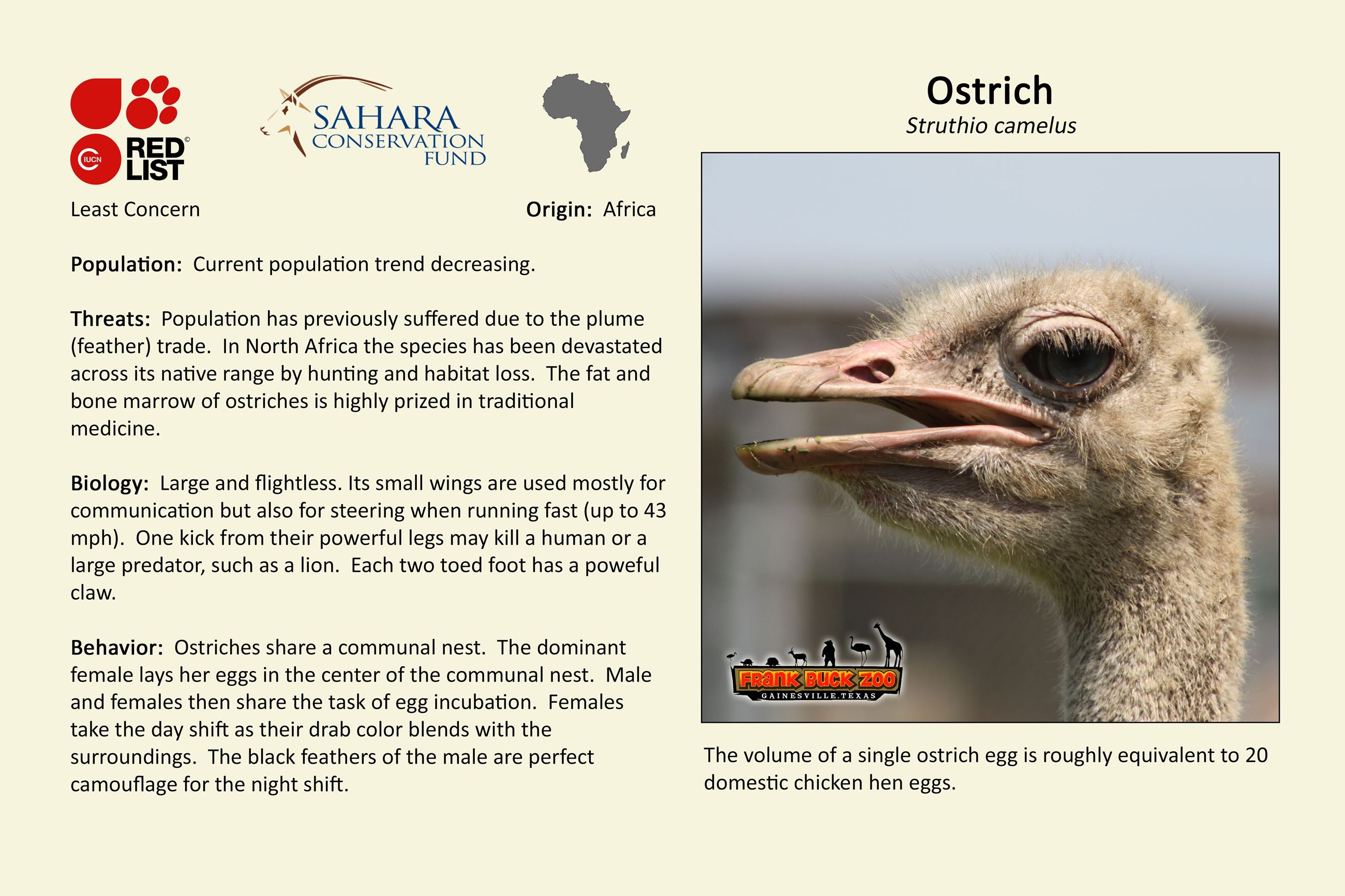Ostrich
